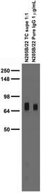 Leucine Rich Repeat Transmembrane Neuronal 4 antibody, 75-261, Antibodies Incorporated, Western Blot image 