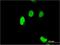 SERTA Domain Containing 1 antibody, H00029950-M07, Novus Biologicals, Immunocytochemistry image 