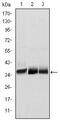 Musashi RNA Binding Protein 2 antibody, MA5-15821, Invitrogen Antibodies, Western Blot image 