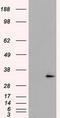 Fumarylacetoacetate Hydrolase Domain Containing 2A antibody, TA500937, Origene, Western Blot image 