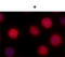 STAT6 Phospho (Tyr641) antibody, 690102, BioLegend, Immunofluorescence image 