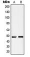 Probable G-protein coupled receptor 19 antibody, orb213997, Biorbyt, Western Blot image 