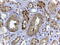 CutA Divalent Cation Tolerance Homolog antibody, 43-485, ProSci, Western Blot image 