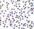 X-Box Binding Protein 1 antibody, 3687, ProSci, Immunocytochemistry image 