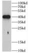 Chondroadherin antibody, FNab01629, FineTest, Western Blot image 