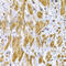 Desmoplakin antibody, MBS9128320, MyBioSource, Immunohistochemistry paraffin image 