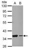 Heat Shock Transcription Factor 2 Binding Protein antibody, PA5-27939, Invitrogen Antibodies, Western Blot image 