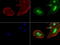 Jun Proto-Oncogene, AP-1 Transcription Factor Subunit antibody, LS-C796816, Lifespan Biosciences, Immunofluorescence image 