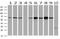 Ribophorin I antibody, MA5-25710, Invitrogen Antibodies, Western Blot image 