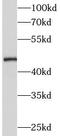 Mitochondrial Elongation Factor 2 antibody, FNab08022, FineTest, Western Blot image 