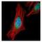 Shugoshin 1 antibody, NBP2-20355, Novus Biologicals, Immunocytochemistry image 