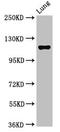 Mitogen-Activated Protein Kinase Kinase Kinase 9 antibody, orb401516, Biorbyt, Western Blot image 