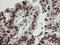 NUMB Endocytic Adaptor Protein antibody, LS-C785430, Lifespan Biosciences, Immunohistochemistry frozen image 