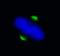Abnormal Spindle Microtubule Assembly antibody, IHC-00058, Bethyl Labs, Immunofluorescence image 