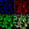 Sulfotyrosine antibody, SMC-522D-A655, StressMarq, Immunocytochemistry image 