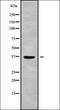 RAB36, Member RAS Oncogene Family antibody, orb338623, Biorbyt, Western Blot image 