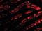 Golgi-associated PDZ and coiled-coil motif-containing protein antibody, orb87313, Biorbyt, Immunofluorescence image 