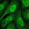 DNA polymerase delta catalytic subunit antibody, NBP2-33466, Novus Biologicals, Immunofluorescence image 