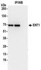 Solute Carrier Family 29 Member 1 (Augustine Blood Group) antibody, NBP2-32223, Novus Biologicals, Immunoprecipitation image 