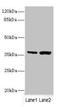 C1GALT1-specific chaperone 1 antibody, LS-C675435, Lifespan Biosciences, Western Blot image 