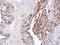 Dynactin Subunit 1 antibody, NBP1-30880, Novus Biologicals, Immunohistochemistry frozen image 