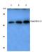 Checkpoint Kinase 1 antibody, AP06049PU-N, Origene, Western Blot image 