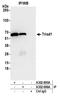 E3 ubiquitin-protein ligase ARIH2 antibody, A302-896A, Bethyl Labs, Immunoprecipitation image 