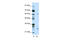 Nuclear receptor subfamily 1 group I member 2 antibody, 29-080, ProSci, Enzyme Linked Immunosorbent Assay image 