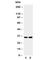 PRP antibody, R30893, NSJ Bioreagents, Western Blot image 
