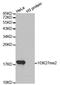 H3K27me2 antibody, orb137139, Biorbyt, Western Blot image 