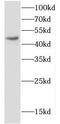 2',3'-Cyclic Nucleotide 3' Phosphodiesterase antibody, FNab01813, FineTest, Western Blot image 