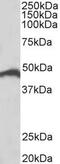 Interferon regulatory factor 4 antibody, TA311234, Origene, Western Blot image 