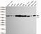 5-Aminoimidazole-4-Carboxamide Ribonucleotide Formyltransferase/IMP Cyclohydrolase antibody, LS-C178282, Lifespan Biosciences, Western Blot image 