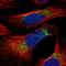 Mitochondrial Ribosomal Protein S26 antibody, HPA045472, Atlas Antibodies, Immunocytochemistry image 