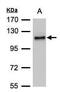 ADAMTS-like protein 2 antibody, PA5-21414, Invitrogen Antibodies, Western Blot image 