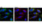 Mitochondrial Ribosomal Protein L11 antibody, 2066S, Cell Signaling Technology, Immunocytochemistry image 