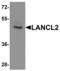 LanC-like protein 2 antibody, LS-B13096, Lifespan Biosciences, Western Blot image 