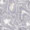 RBMX Like 2 antibody, HPA038912, Atlas Antibodies, Immunohistochemistry frozen image 