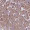 40S ribosomal protein S7 antibody, HPA056586, Atlas Antibodies, Immunohistochemistry paraffin image 