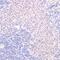 Serum Response Factor antibody, GTX66603, GeneTex, Immunohistochemistry paraffin image 