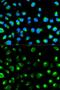 Glycophorin C (Gerbich Blood Group) antibody, GTX54084, GeneTex, Immunofluorescence image 