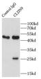 Claudin 9 antibody, FNab01741, FineTest, Immunoprecipitation image 