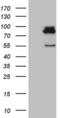 SEC14-like protein 1 antibody, MA5-27082, Invitrogen Antibodies, Western Blot image 