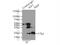 Insulin Like Growth Factor 1 antibody, 20214-1-AP, Proteintech Group, Immunoprecipitation image 