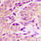 Fas Associated Via Death Domain antibody, LS-C358980, Lifespan Biosciences, Immunohistochemistry frozen image 