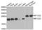 Mitochondrially Encoded Cytochrome C Oxidase II antibody, A7702, ABclonal Technology, Western Blot image 