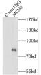 Minichromosome Maintenance Complex Component 5 antibody, FNab05060, FineTest, Immunoprecipitation image 