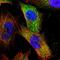Major Vault Protein antibody, HPA002321, Atlas Antibodies, Immunofluorescence image 