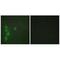 Zinc Finger Protein 174 antibody, A13957, Boster Biological Technology, Immunohistochemistry frozen image 