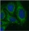 HLA class I histocompatibility antigen, B-51 alpha chain antibody, FNab03897, FineTest, Immunofluorescence image 